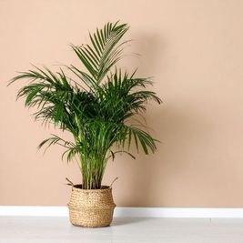 Areca Palm