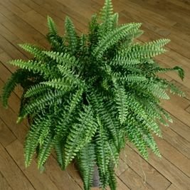 Boston Fern