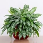 Chinese Evergreen
