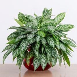 Chinese Evergreen
