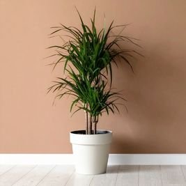 Dracaena