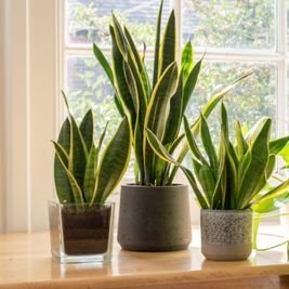 Snake Plant 