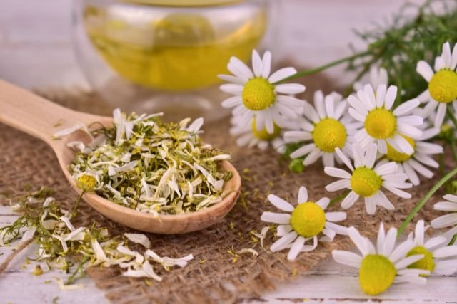 Chamomile